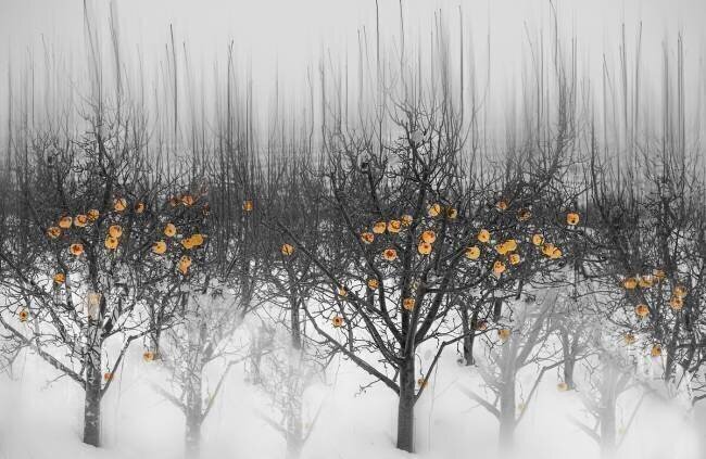 Frozen yellow apples Isam Telhami