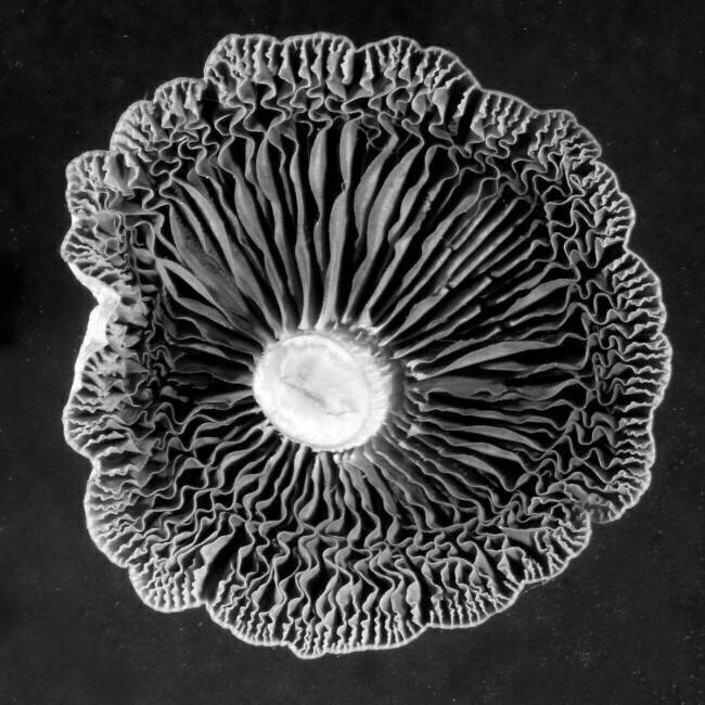 Fungi Jim Occi
