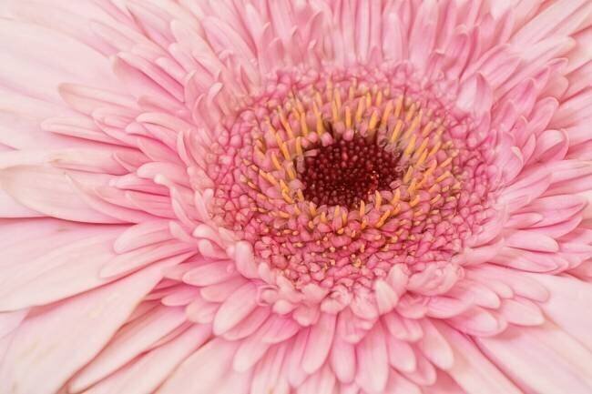 Gerbera Marie-anne Stas