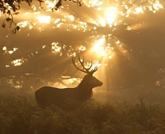 Ghost of the Forest Greg Morgan