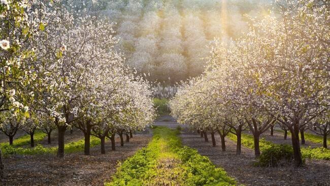 Golden Almonds Azriel Yakubovitch