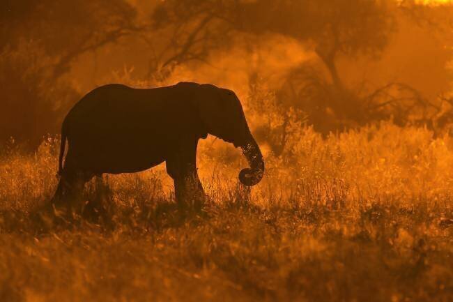 Golden Elephant in Savute Mario Moreno