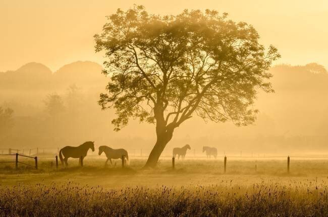 Golden Horses Richard Guijt