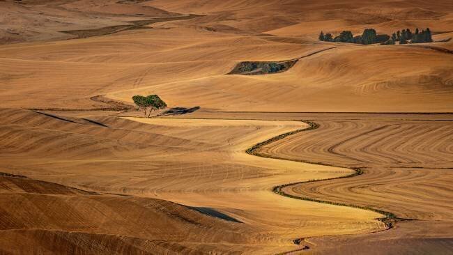 Golden Palouse James Cai
