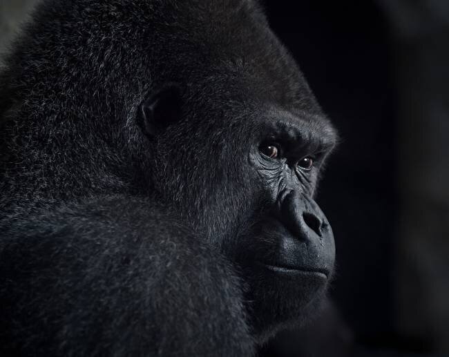 Gorilla gaze Helena Garcia