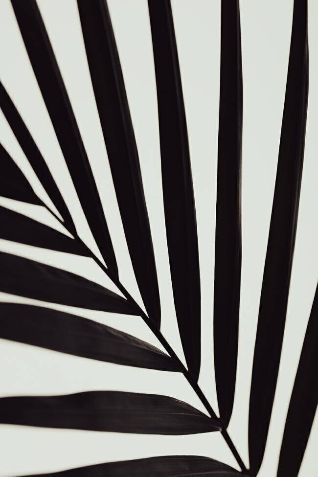 Graphic palm leaf 1 1x Studio III