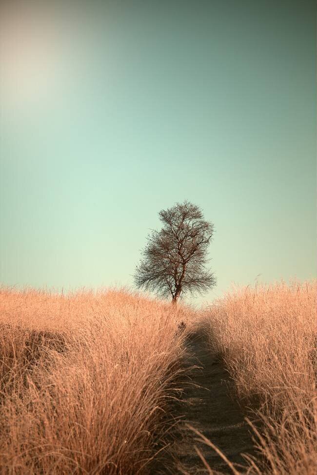 Grass and Path Jaap van den Houte