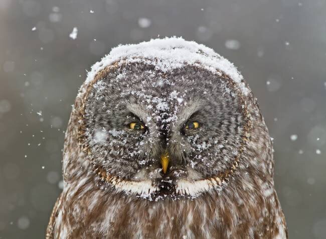 Great Grey Owl Winter Portrait Mircea Costina 