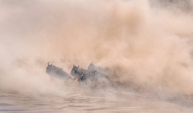 Great migration (crossing river) Jennifer Lu