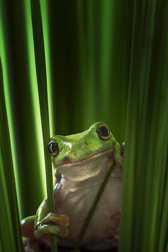 Green Frog Ahmad Gafuri