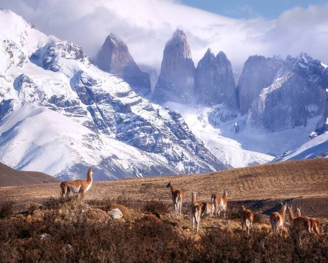 Guanakos in Patagonia Oleg Rest
