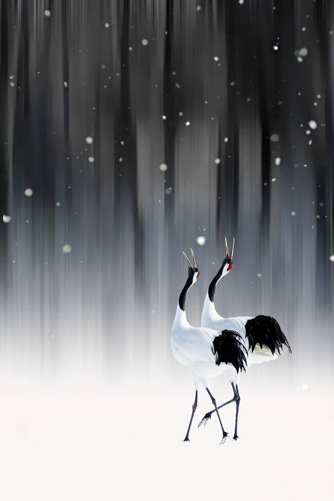 Happy New Year Ikuo Iga