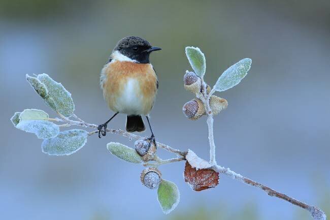 Hard winter Andres Miguel Dominguez