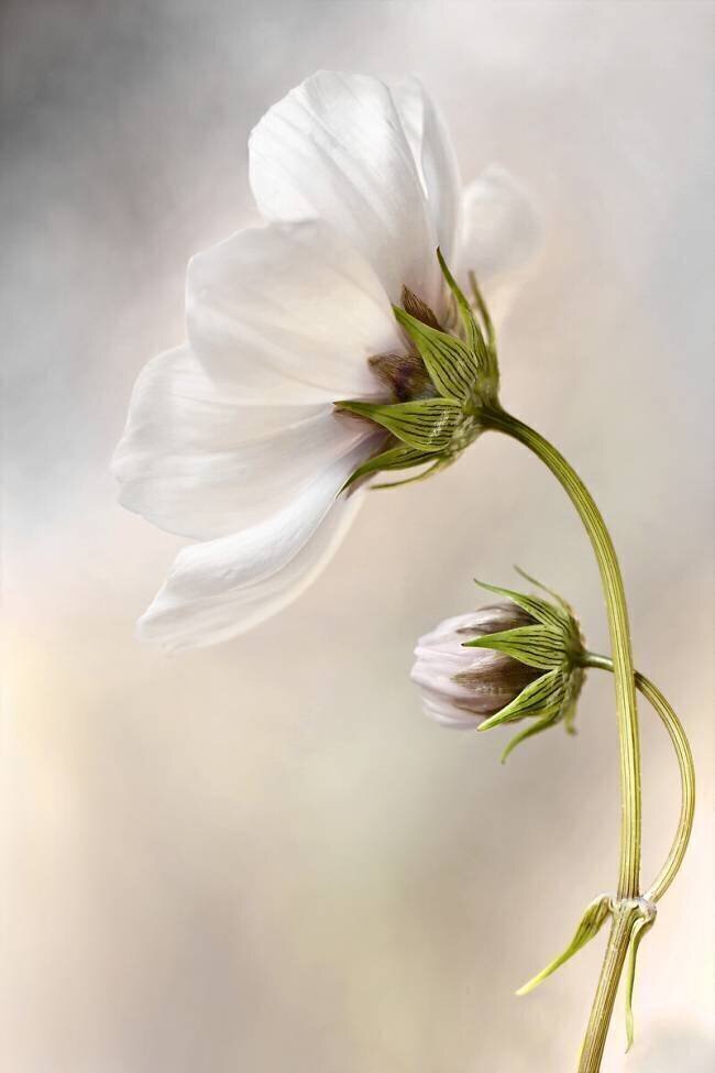 Heavenly Cosmos Mandy Disher