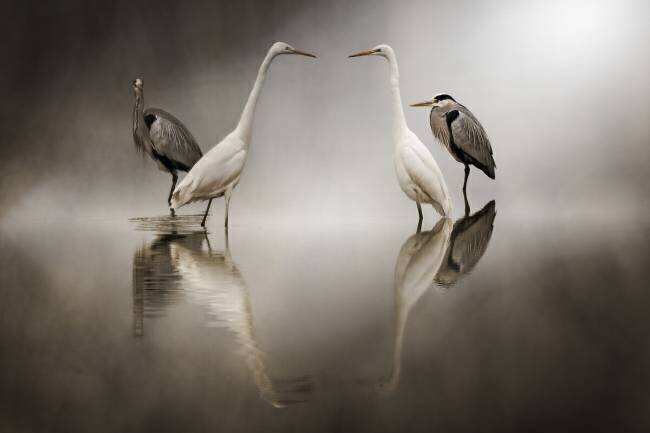 Hérons cendrés (Ardea cinerea) et Grandes Aigrettes (Egretta alba) dans le brouillard  Alberto Ghizzi Panizza