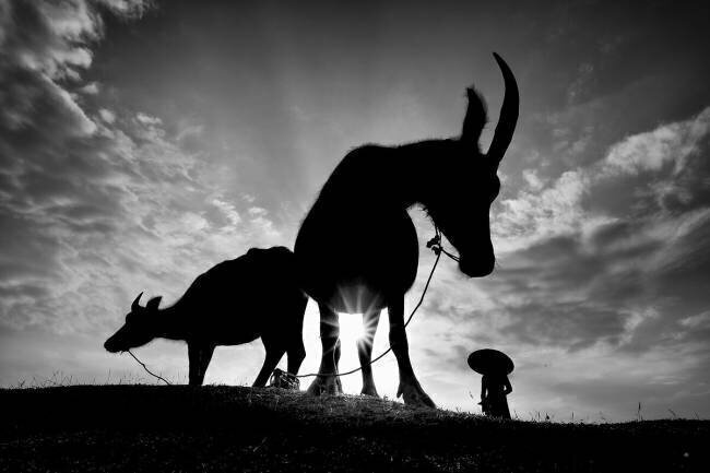 Herding Buffalos Gatot Herliyanto