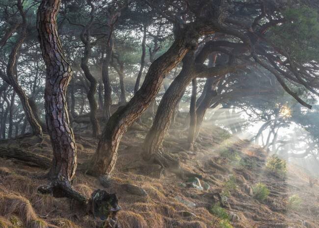 Holy light Jaeyoun Ryu