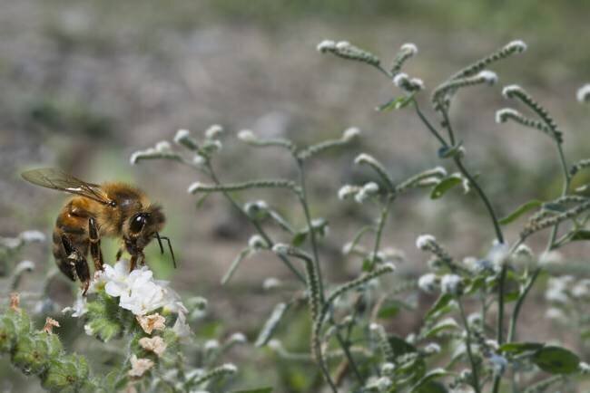 Honey bee foraging on a European Heliotrope flower Michel Rauch