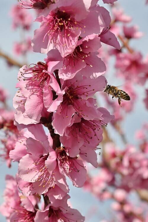 Honey bee foraging on peach blossoms Claude Balcaen