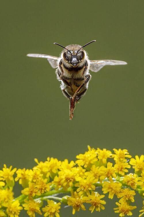 Honey bee in flight Ingo Arndt
