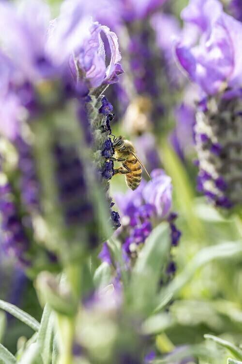 Honey bee on lavender flowers Marie Aymerez