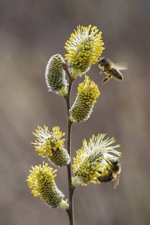 Honey bee on willow catkin Stéphane Vitzthum