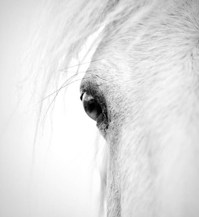 Horse eye Alex Zhao