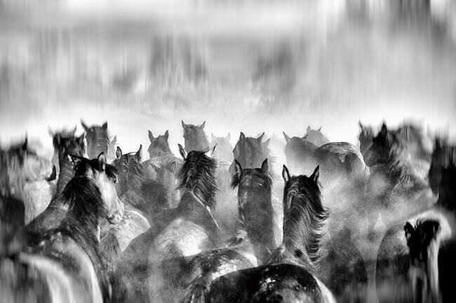 Horses Gilcan Mete