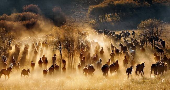 Horses Hua Zhu