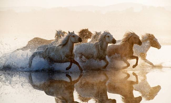 Horses Summer2016