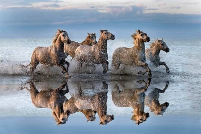 Horses and reflection Xavier Ortega