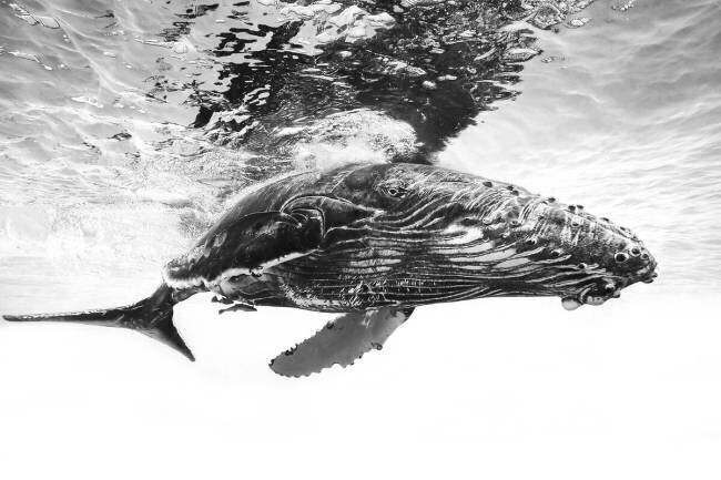 Humpback whale calf Barathieu Gabriel