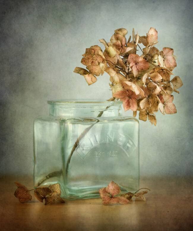 Hydrangea Mandy Disher