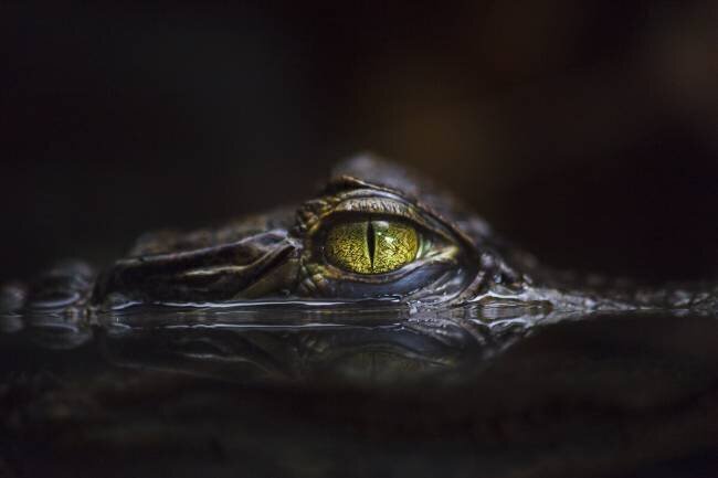 Hypnotic Gaetano Cessati 