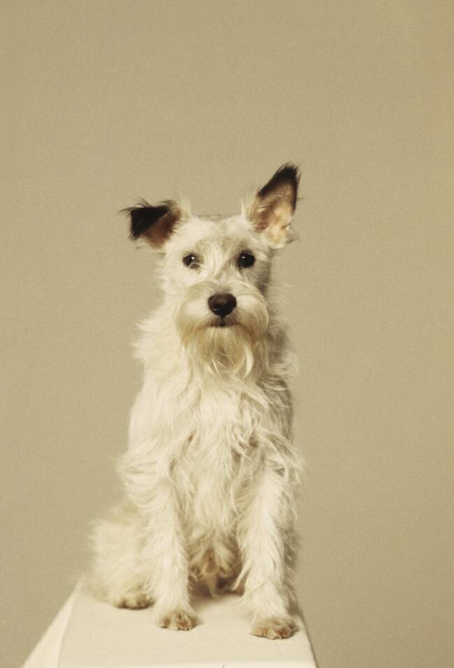 Idefix Collection Christophel