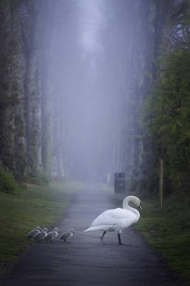 In a foggy morning Kutub Uddin