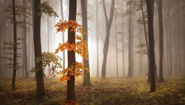 In November Light Nicolas Schumacher
