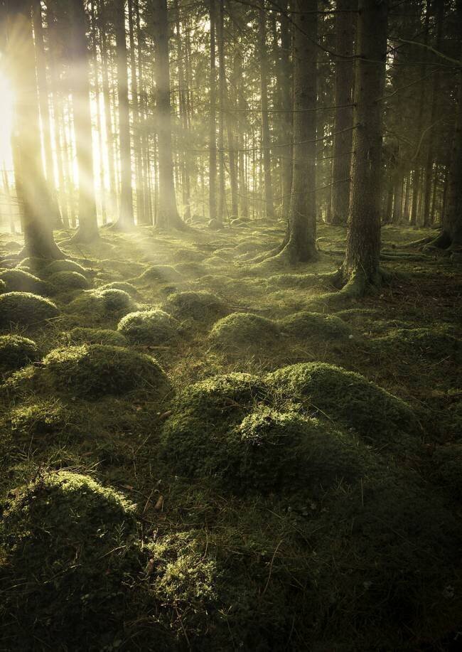 In the woods Christian Lindsten