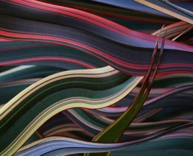 Interwoven Robin Wechsler
