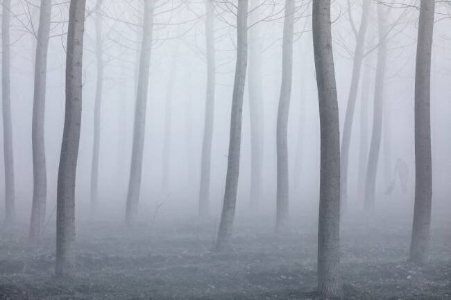 Into the fog Fiorenzo Carozzi