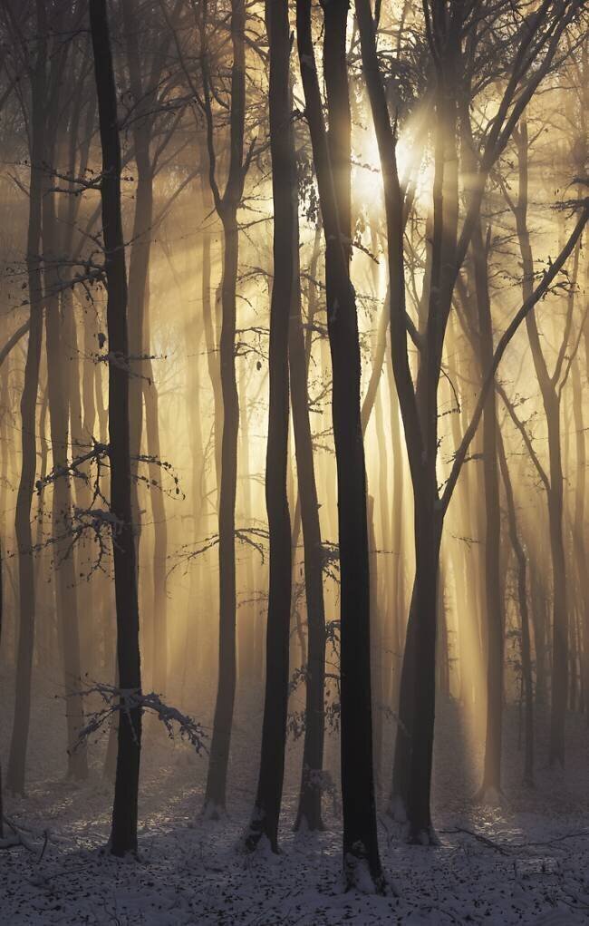 Into the Light Lazar Ioan Ovidiu