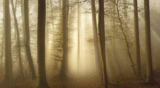 Into the Trees Norbert Maier