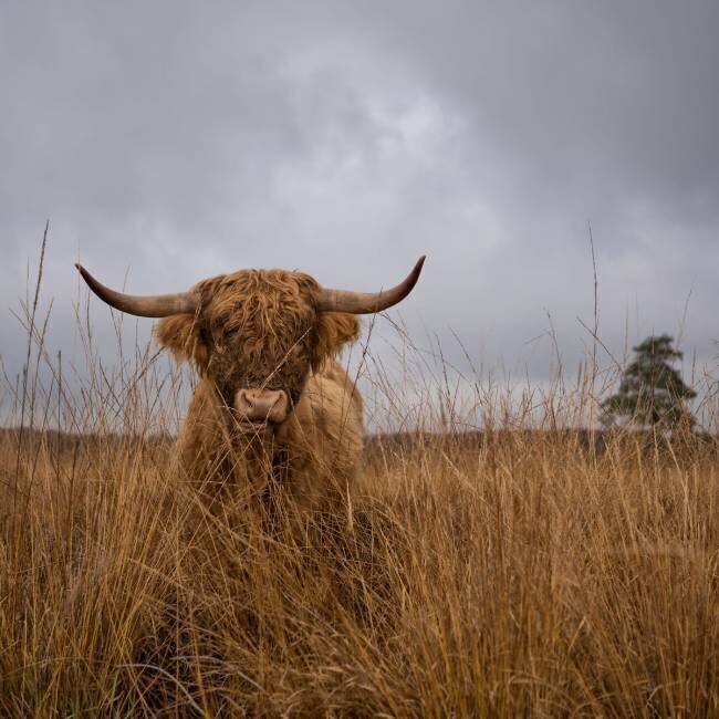 It wasn't me Gert van den Bosch