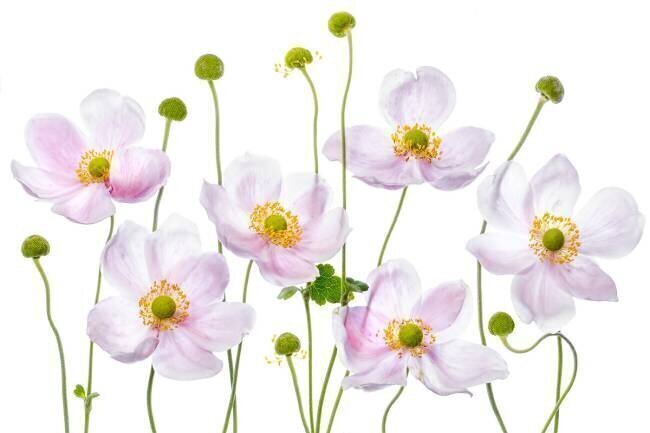 Japanese Anemones Mandy Disher