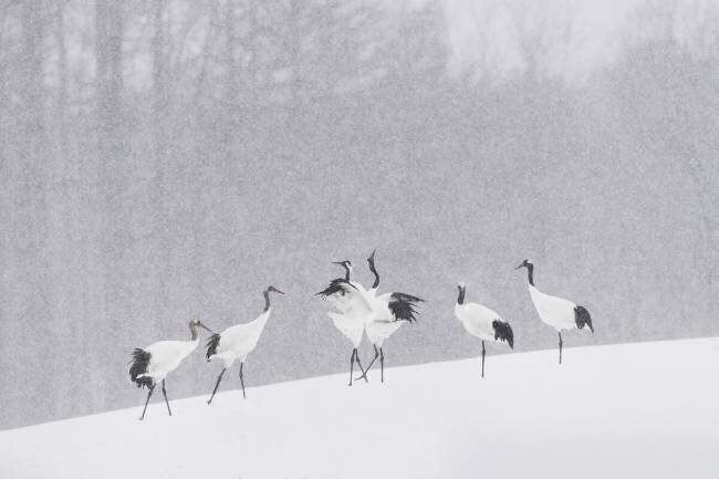 Japanese Cranes Roberto Marchegiani