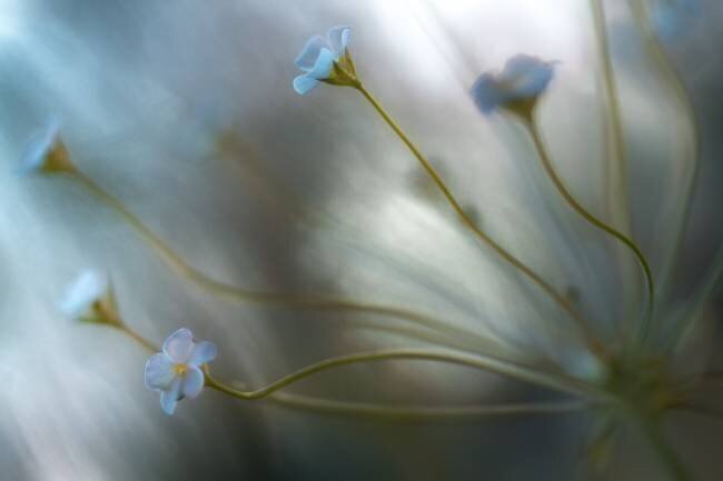 Jasmine Mandy Disher