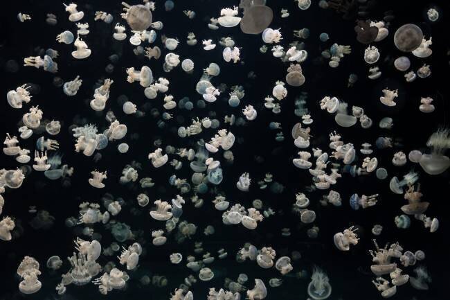 Just some Jellies Sebastian  Graf