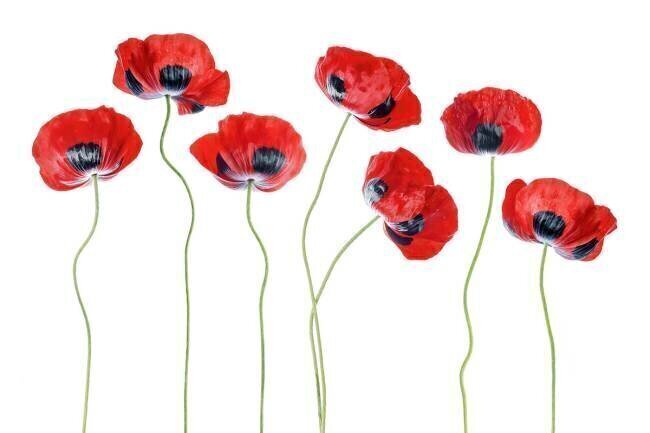 Ladybird Poppies Mandy Disher