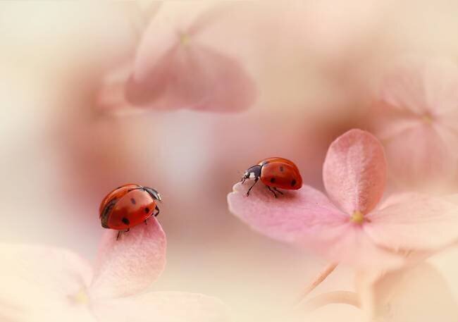 Ladybirds on pink hydrangea Ellen van Deelen