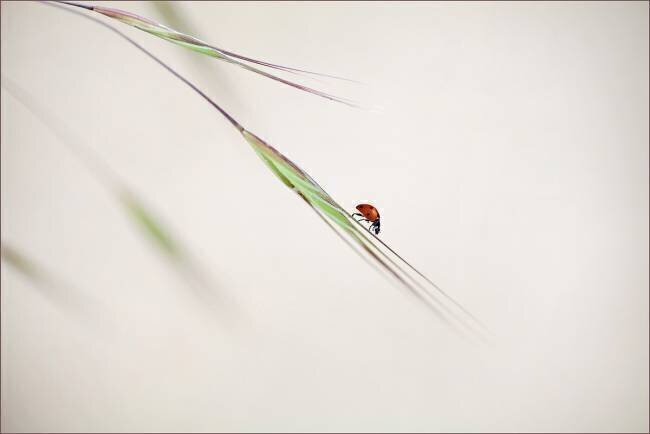 Ladybug Anna Cseresnjes 